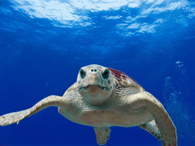 Oceanbourne - Turtle symbolism